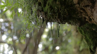 下雨天森林里的树木苔藓是实拍视频-众图网