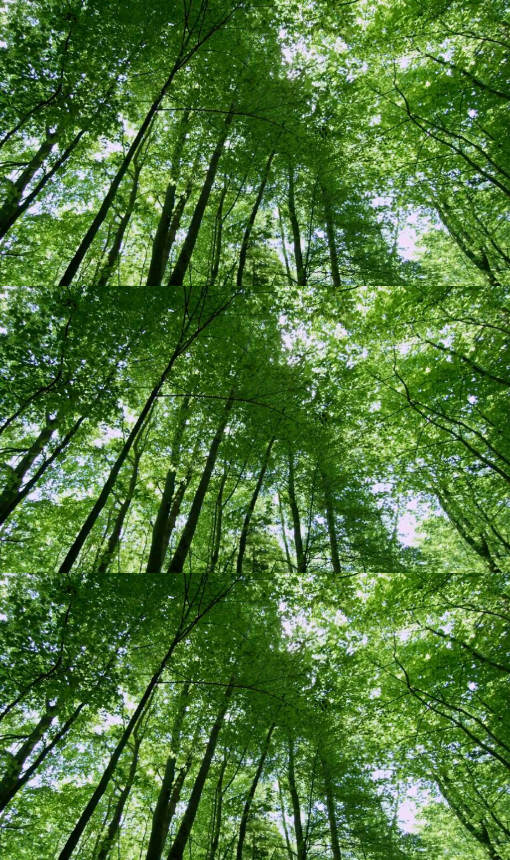 自然風(fēng)景陽光樹林實(shí)拍視頻素材