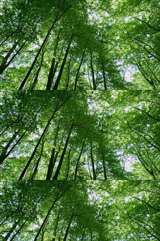 自然风景阳光树林实拍视频-众图网