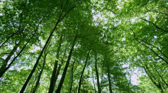 自然风景阳光树林实拍视频-众图网