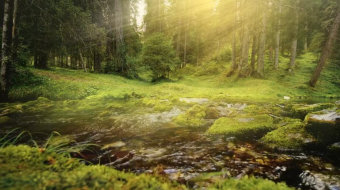 阳光照耀下森林中流淌的河流实拍视频-众图网