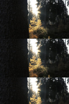 阳光下的温带森林实拍视频