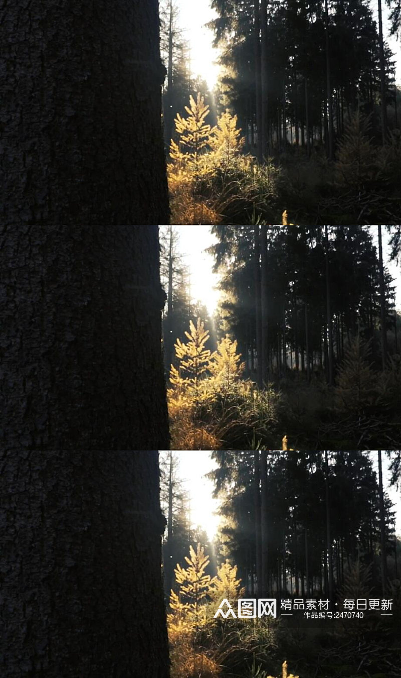 阳光下的温带森林实拍视频素材