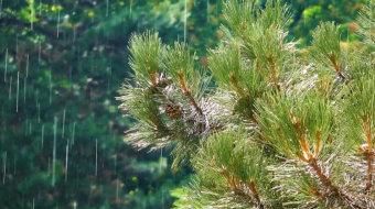 下雨的绿树松林实拍 风景视频-众图网