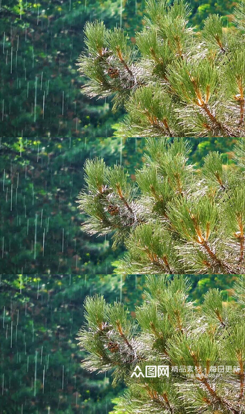 下雨的绿树松林实拍 风景视频素材