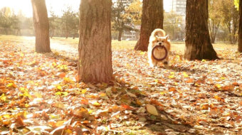 在秋季森林中奔跑的柯基犬美景风景实拍-众图网