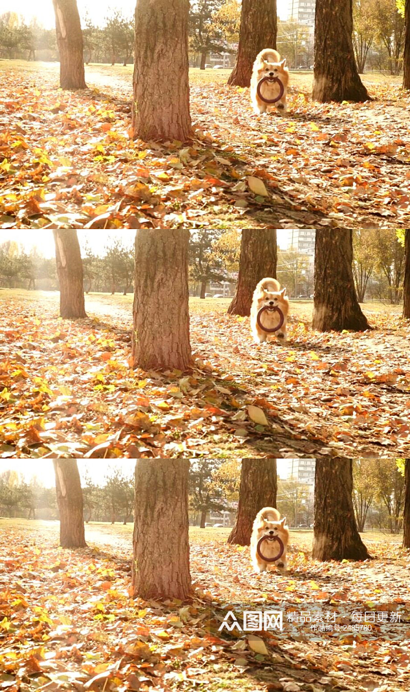 在秋季森林中奔跑的柯基犬美景风景实拍素材
