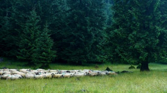 森林草原上的放牧羊群实拍视频-众图网