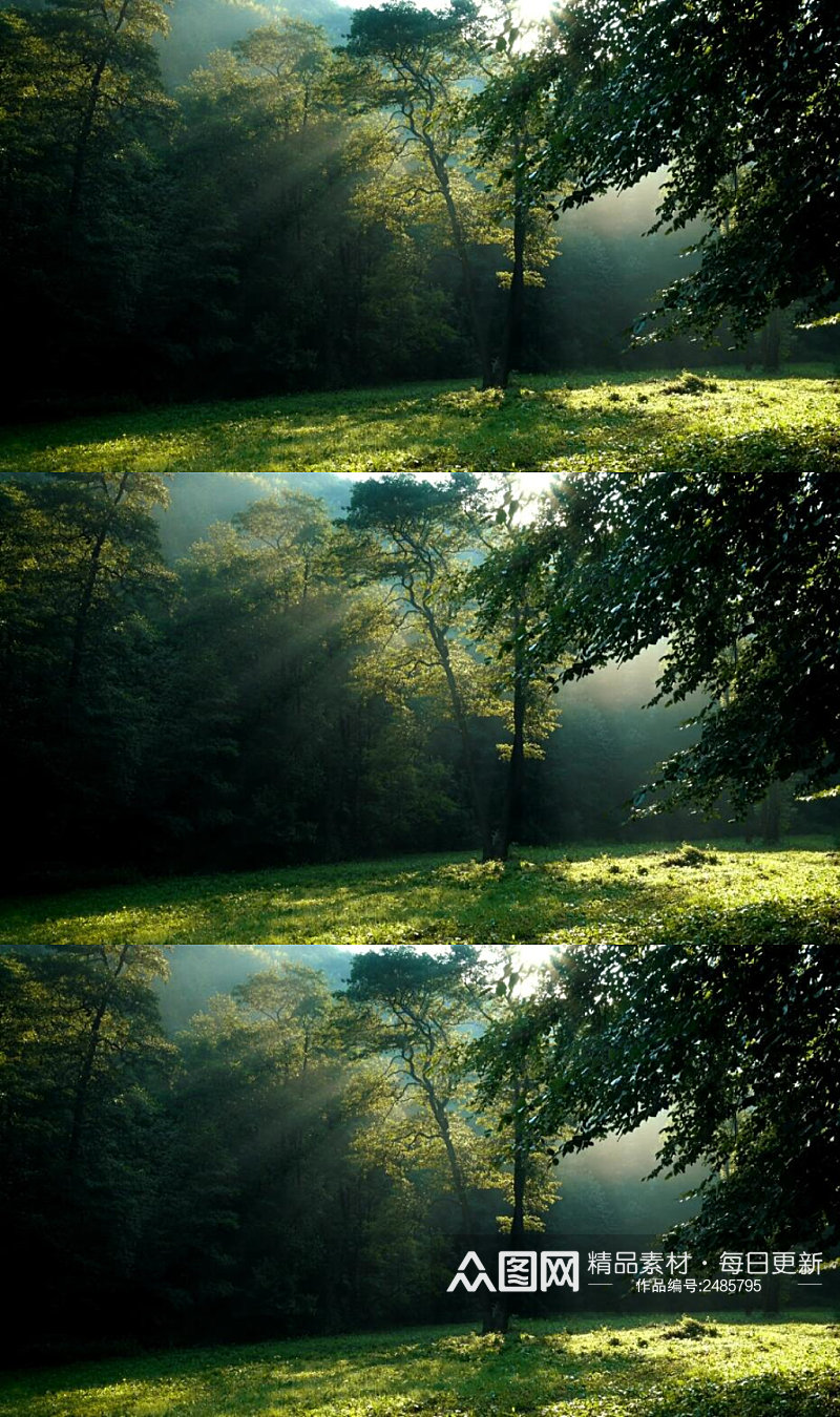 森林里阳光穿过林木美景实拍素材