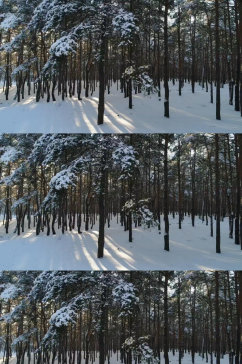 冬季森林雪景实拍视频