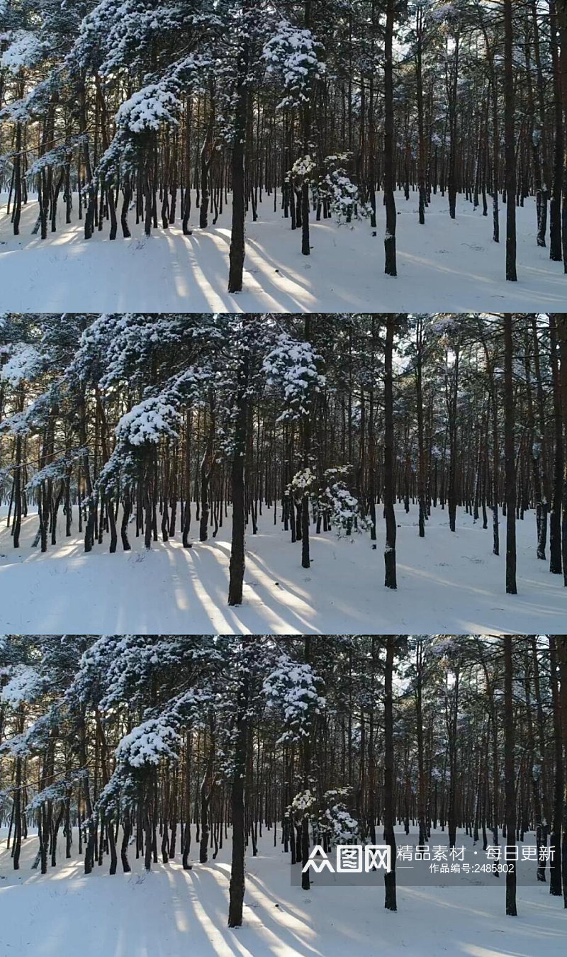 冬季森林雪景实拍视频素材