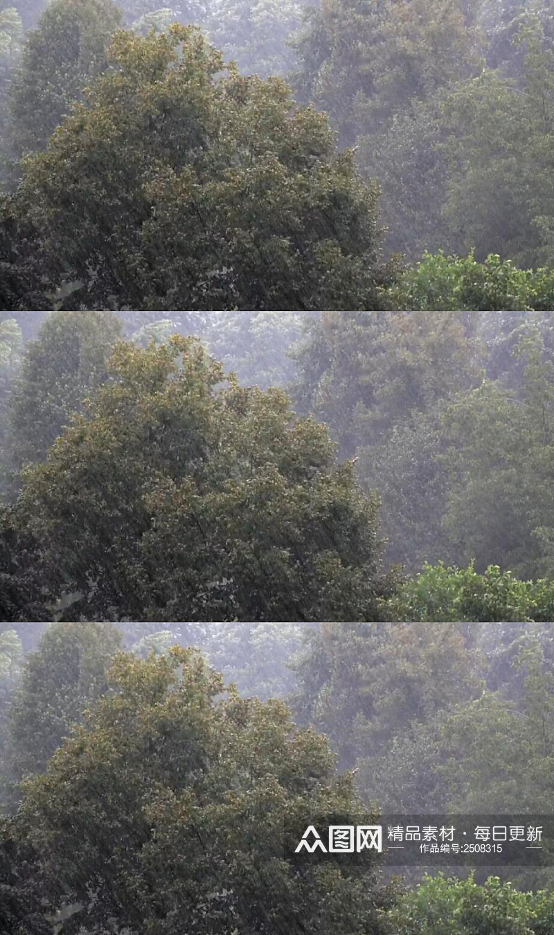 下雨天的森林树木实拍视频素材