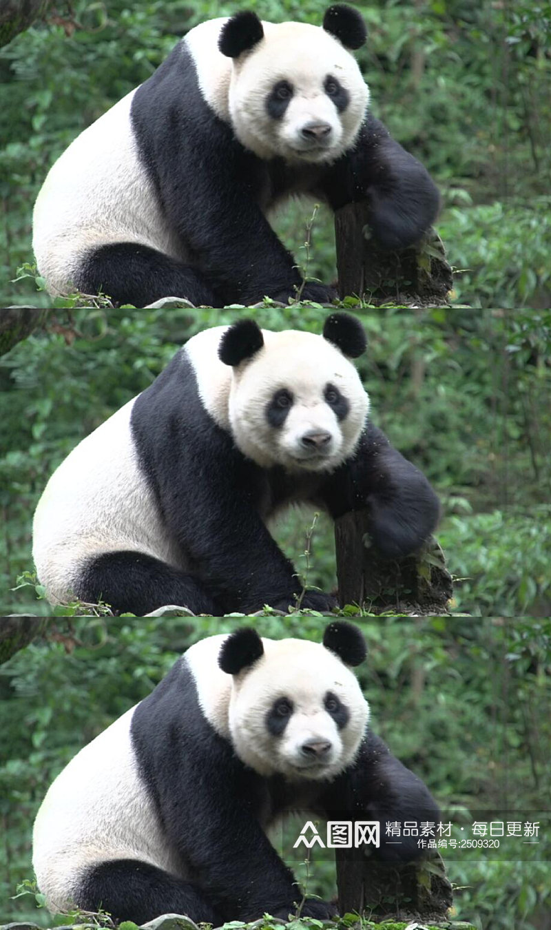 森林里的大熊猫在树干上休息高清实拍视频素材