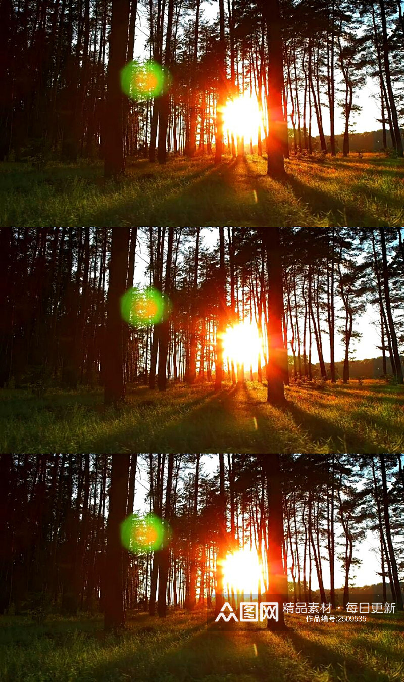 清晨阳光穿过森林美景实拍视频素材