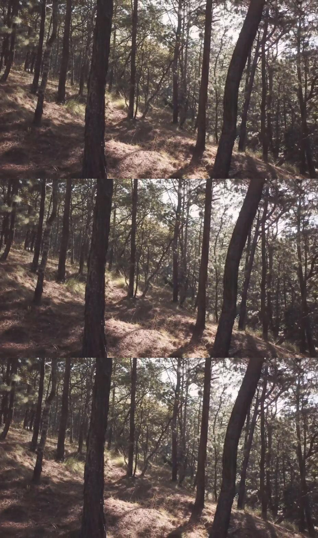 陽光透過森林中的高大樹木實拍視頻素材