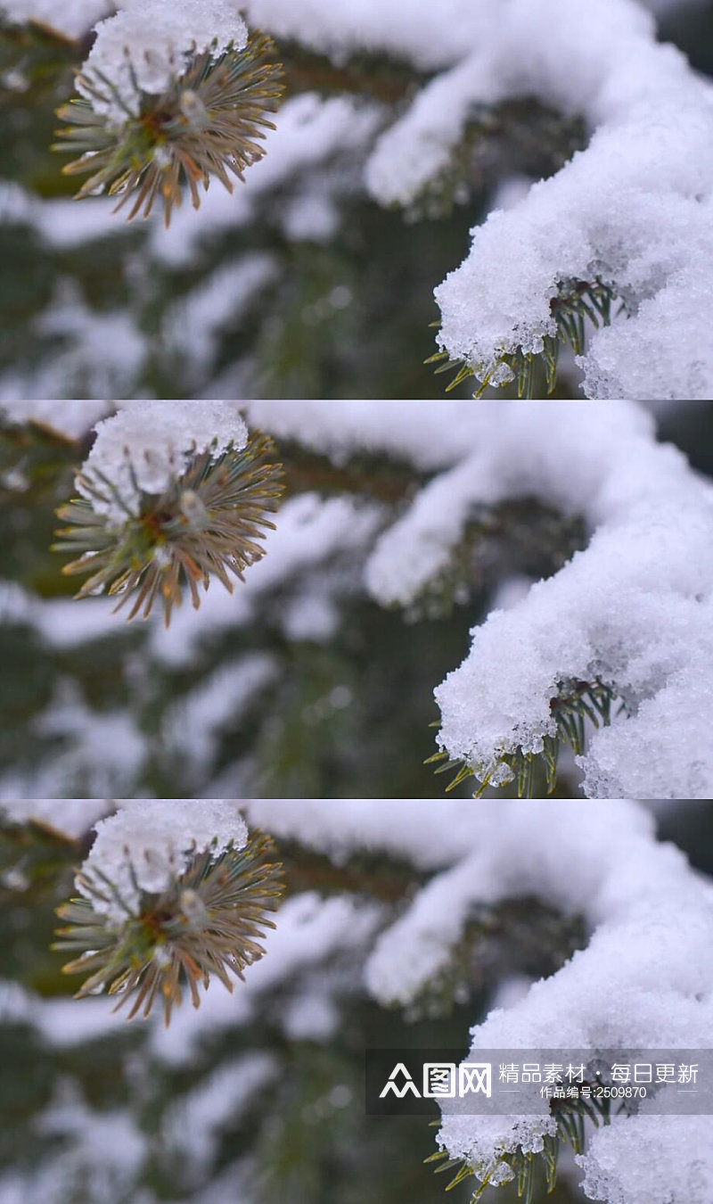 雪覆盖松树的针叶高清实拍视频 风景视频素材