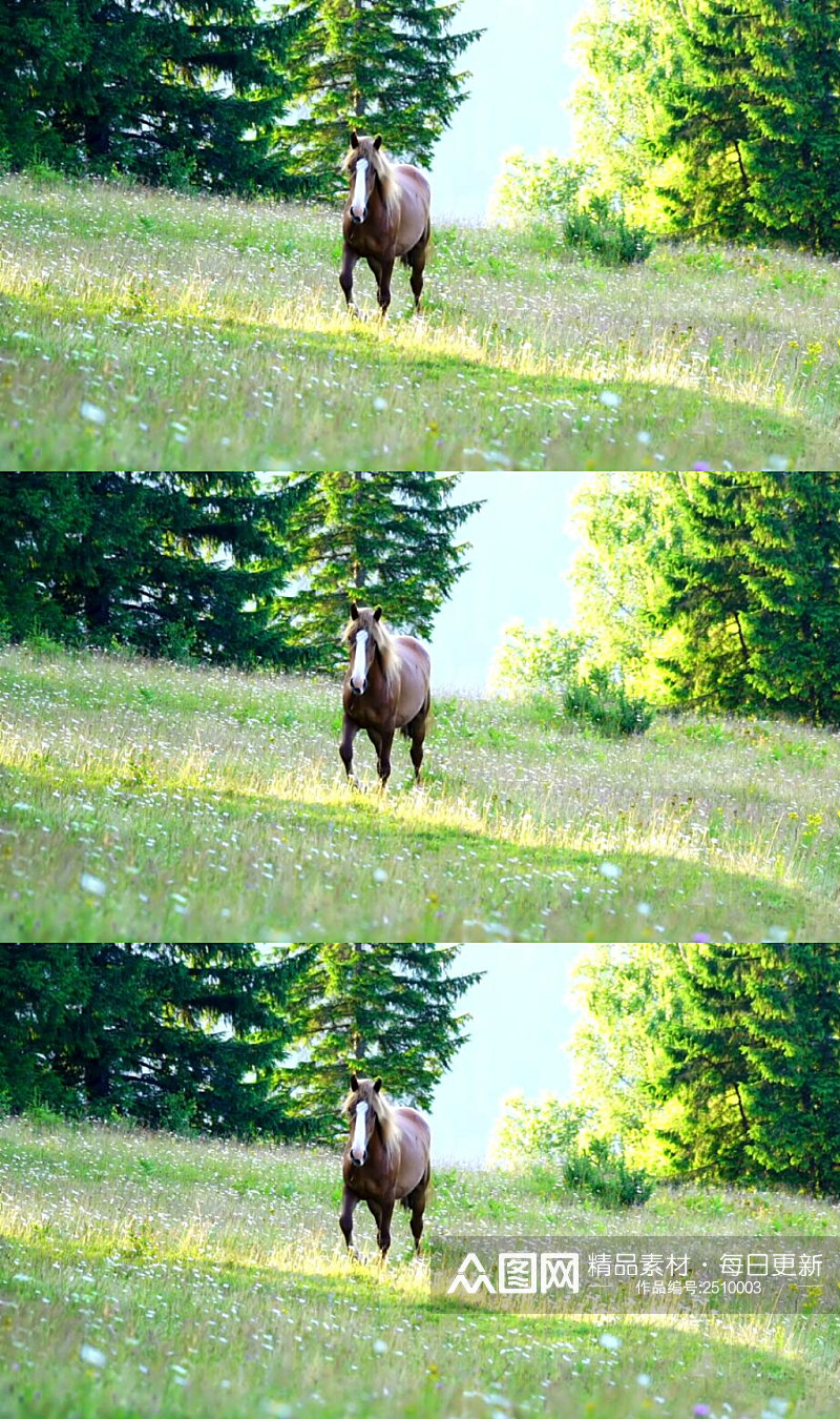 森林野花草地的棕色野马实拍视频素材