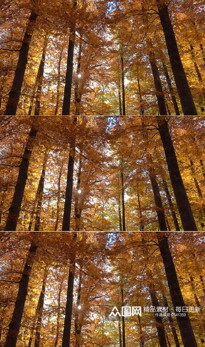 从秋天森林里的树上落下的叶子实拍视频素材