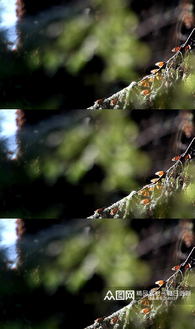 帝王蝴蝶栖息森林中的树枝上实拍视频素材