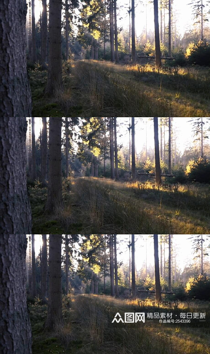 满是树木和草的森林美景实拍视频素材