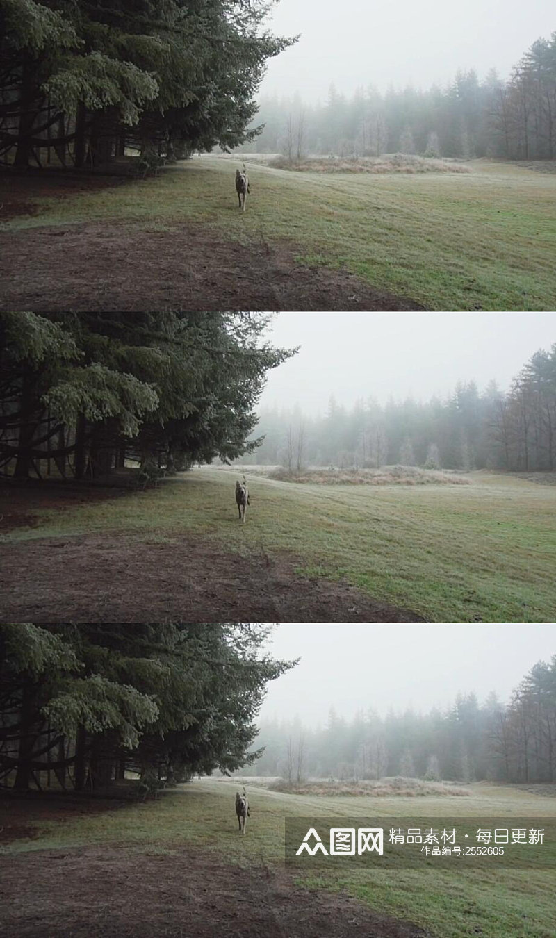 在森林草地上奔跑的狗实拍视频素材
