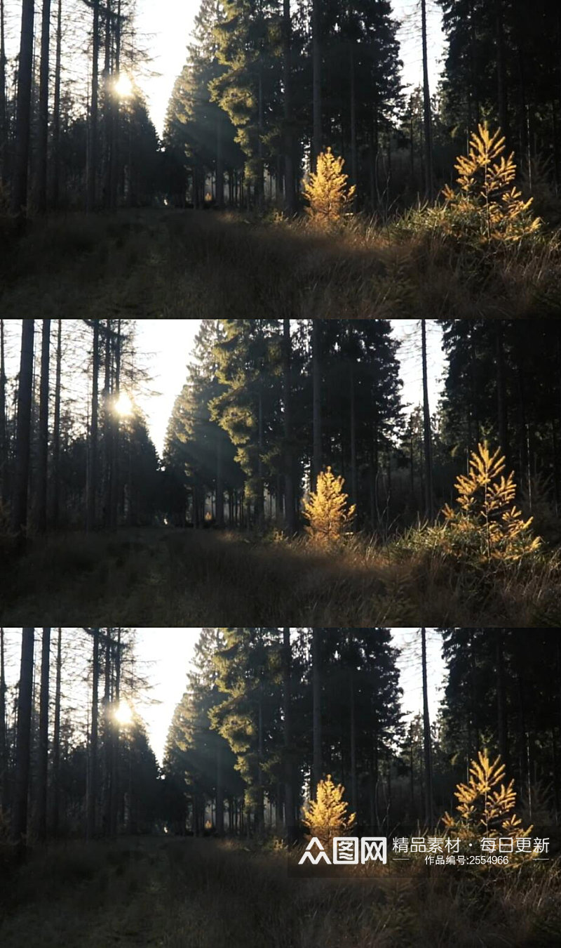 阳光穿过森林的树木美景实拍 风景视频素材