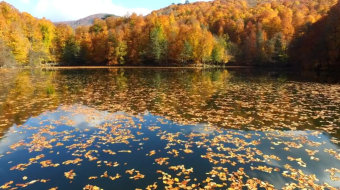 秋天森林湖泊落叶美景风景实拍视频-众图网