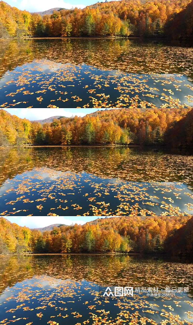 秋天森林湖泊落叶美景风景实拍视频素材