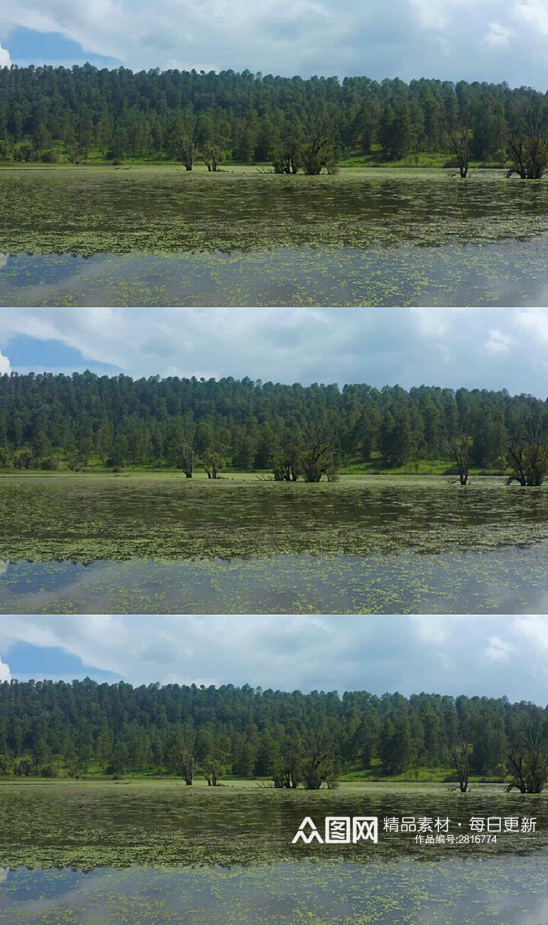 航拍松树林中的湖泊实拍视频素材