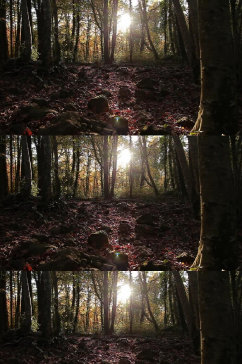 阳光穿过秋天的黑暗森林实拍视频
