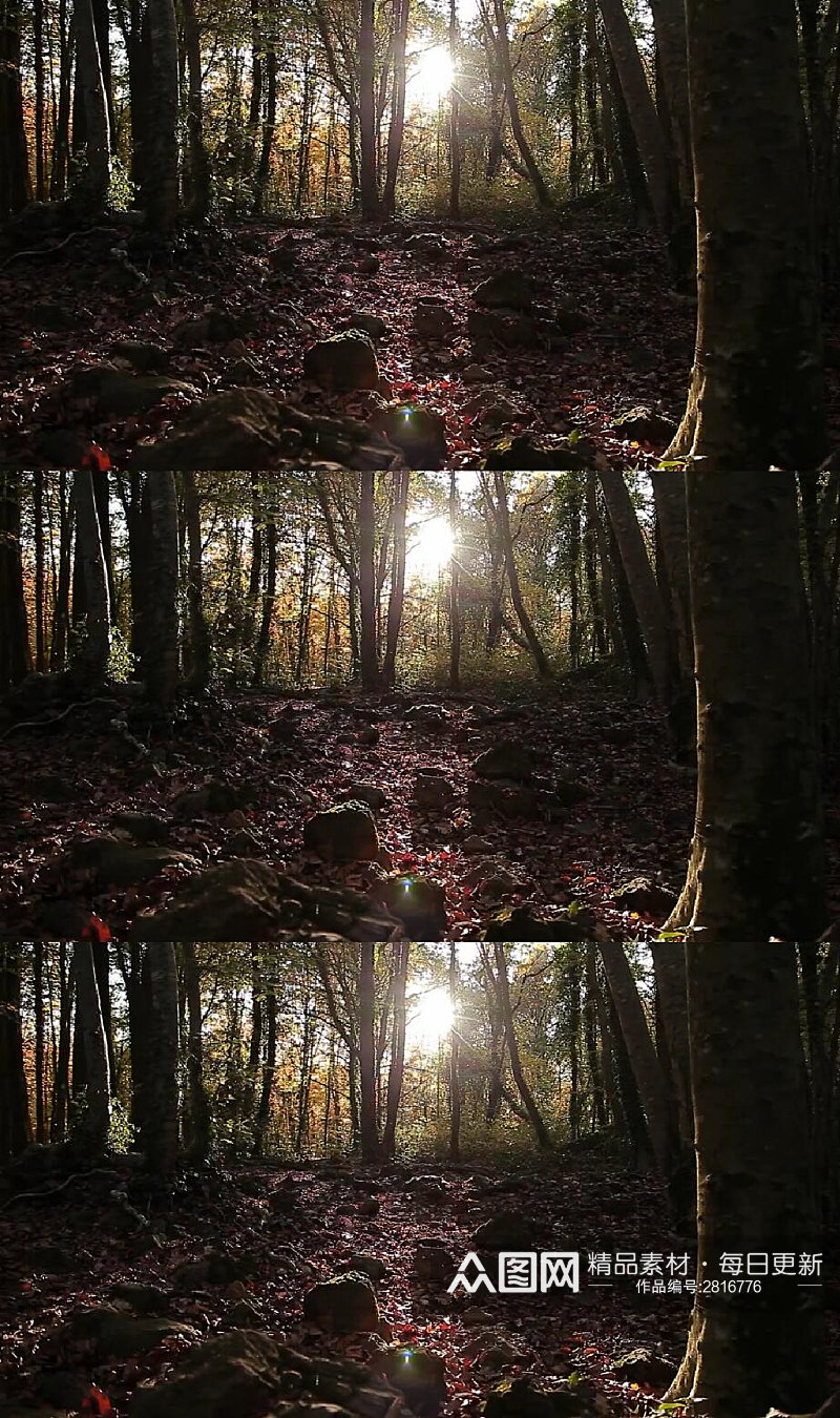 阳光穿过秋天的黑暗森林实拍视频素材
