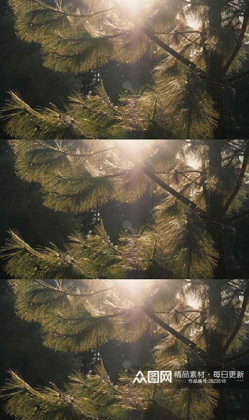太阳光透过森林松柏树木实拍视频素材