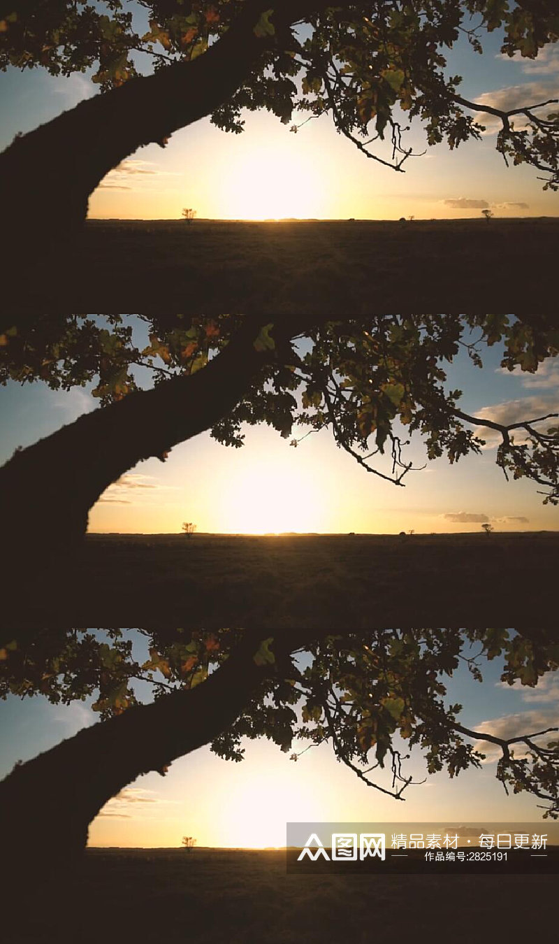 日落阳光前一棵树的剪影实拍视频素材