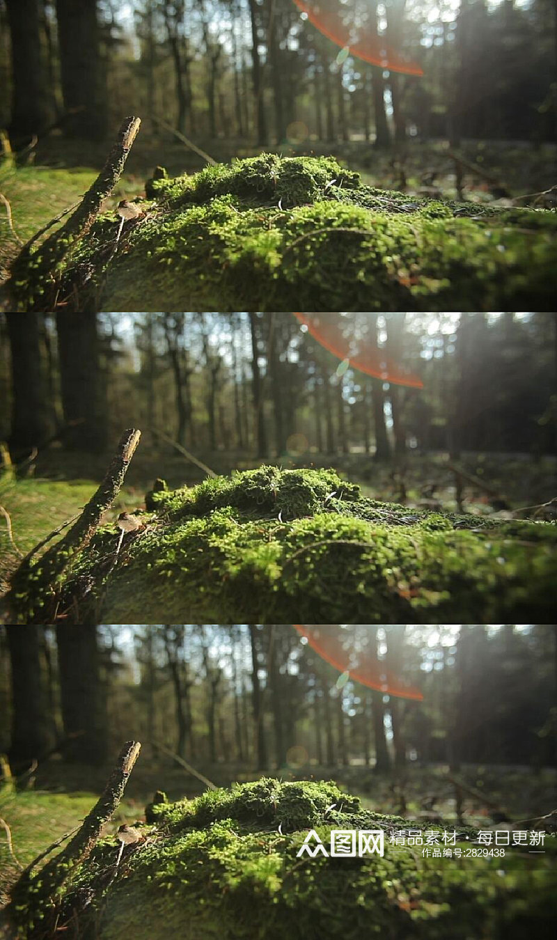 自然森林绿草地实拍视频素材