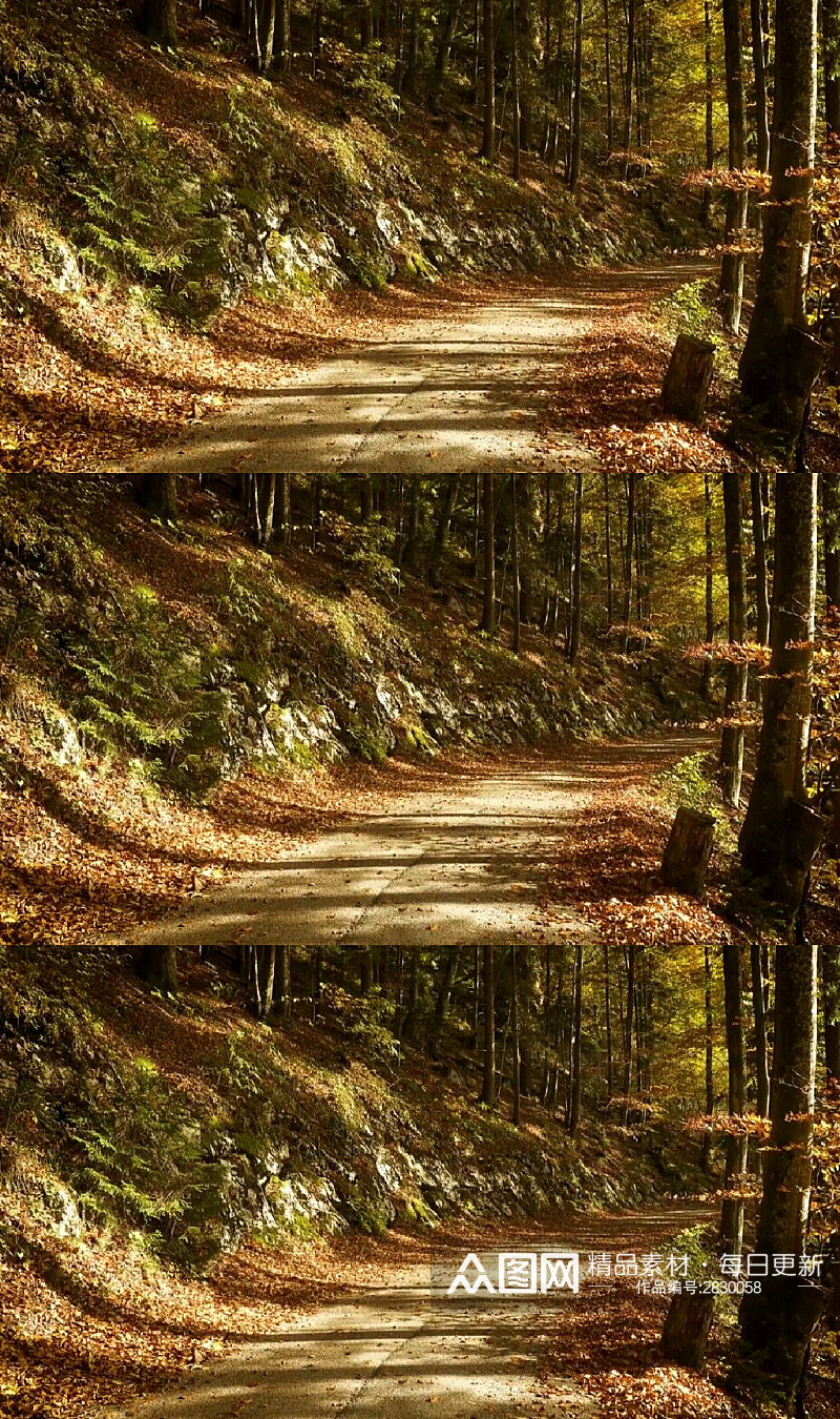 秋天森林里的空路实拍视频素材