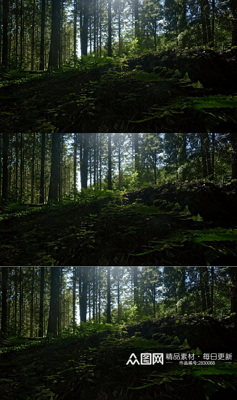 黑暗森林里草地实拍视频素材