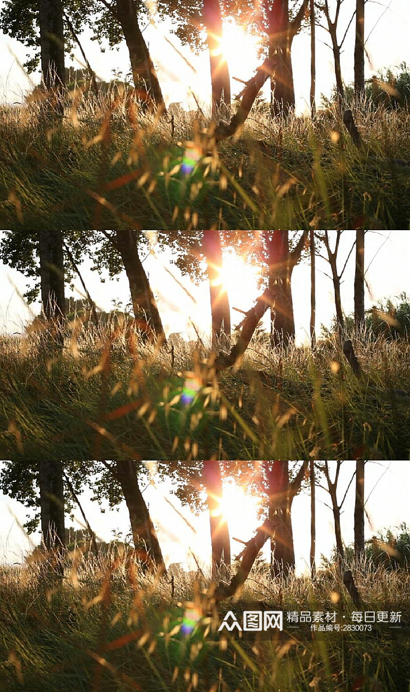日落夕阳下的森林草地美景实拍视频素材