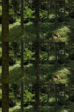 森林里的高大树木实拍视频