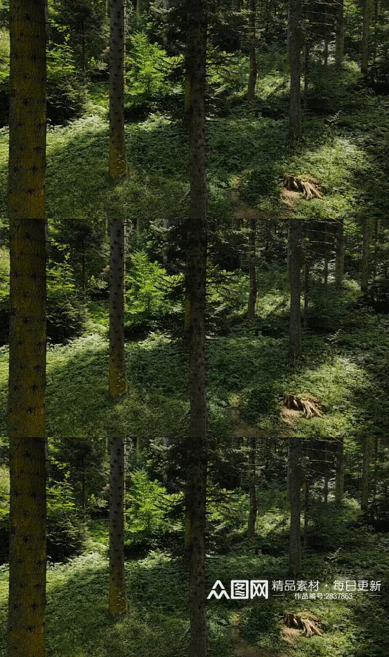 森林里的高大树木实拍视频素材