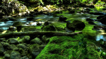 森林溪流美景 实拍视频 风景视频-众图网