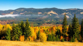 秋天美丽的森林美景风景实拍视频-众图网