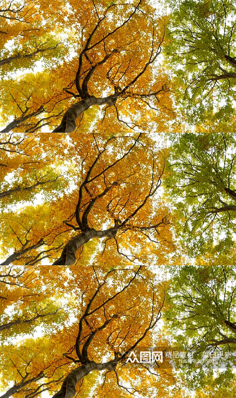 仰摄秋天树林黄色树叶风景实拍视频素材