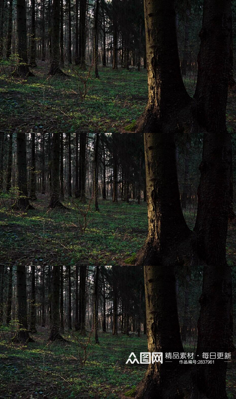 阳光穿过黑暗的森林实拍视频素材