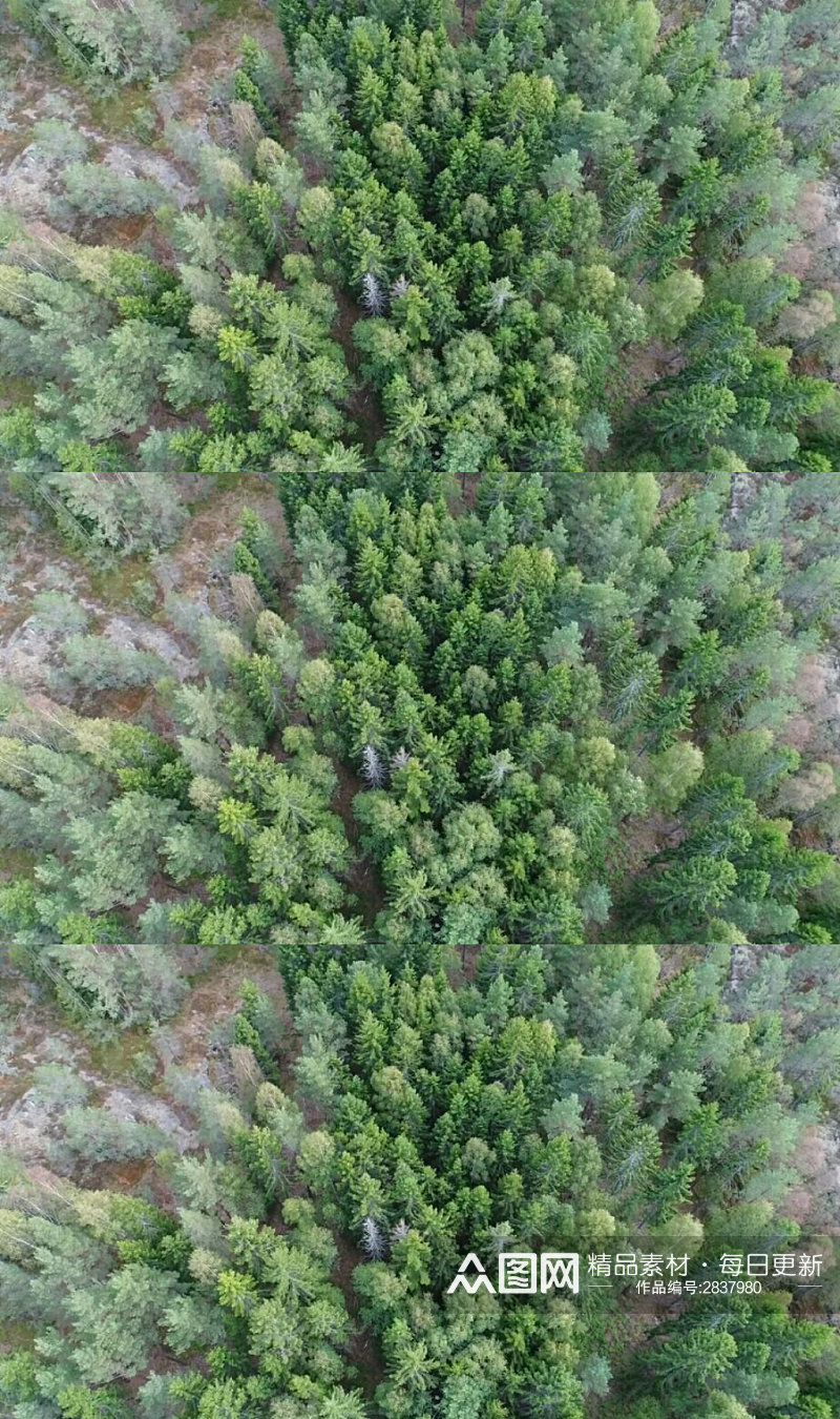 航拍茂密的松树林实拍视频素材