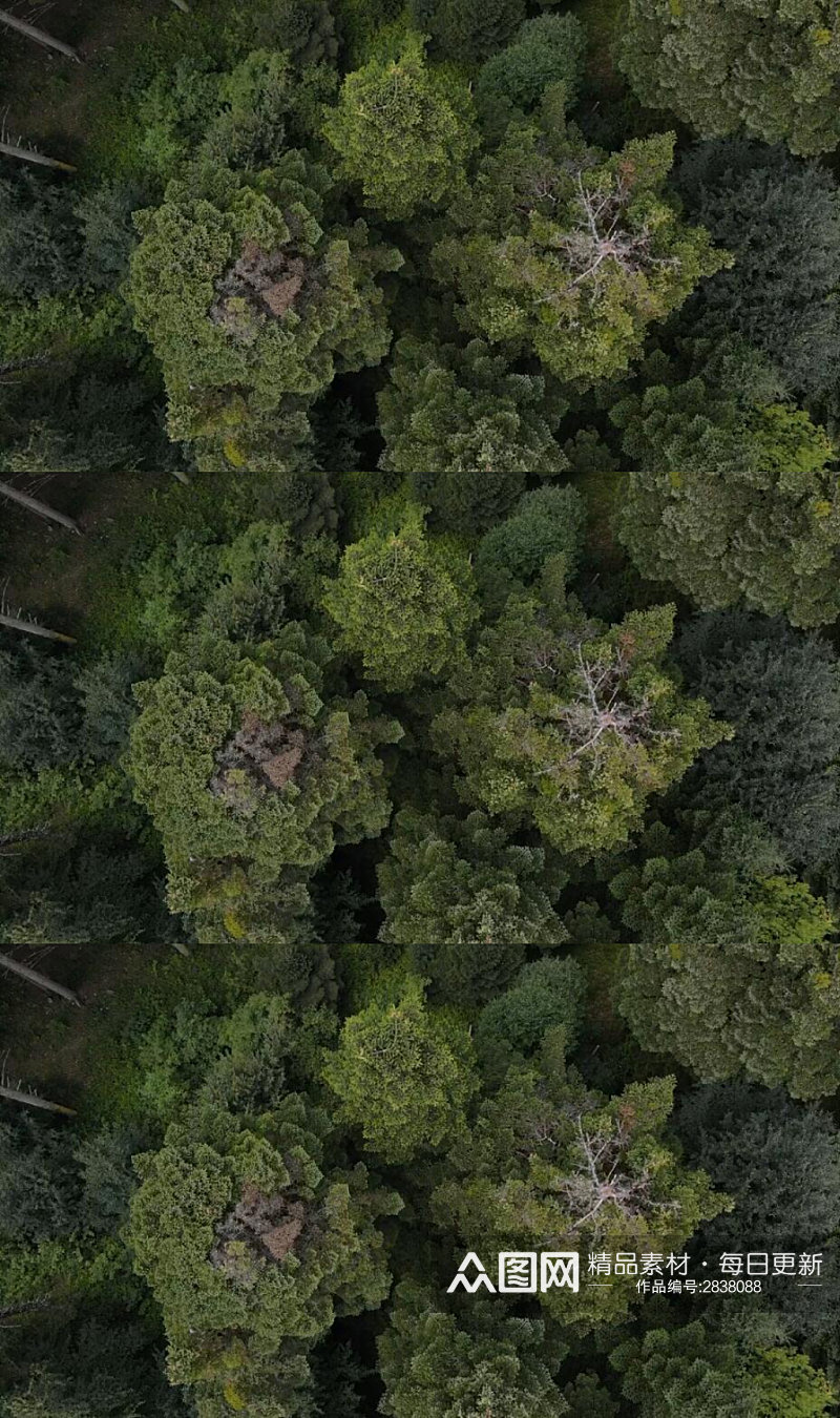 航拍植被覆盖的森林实拍视频素材