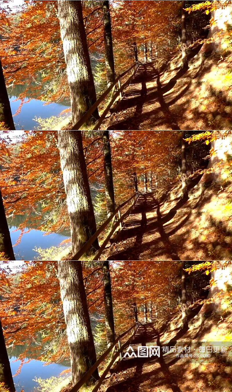 秋天穿过湖边的林间小路实拍美景素材