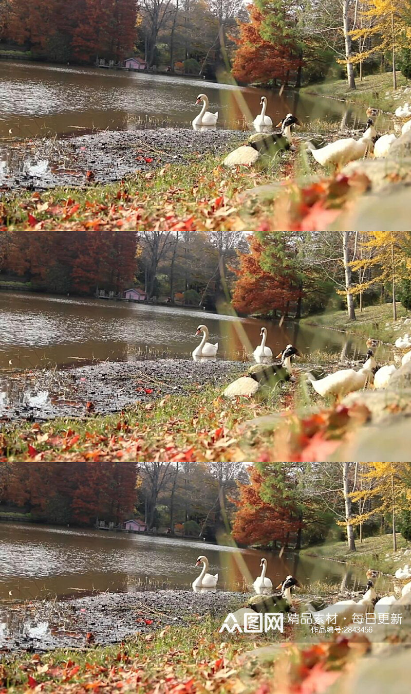 秋天森林里河边的鸭子实拍视频素材