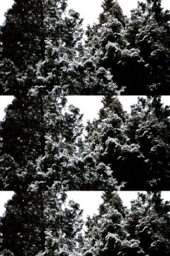 冬天森林里下雪美景实拍视频