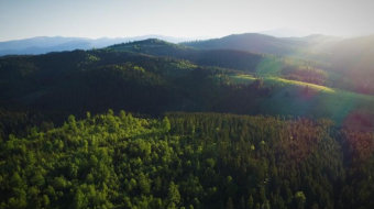 夏日阳光照耀下的美丽森林实拍 风景视频-众图网