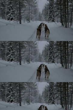 冬天狗拉雪橇穿过森林实拍视频